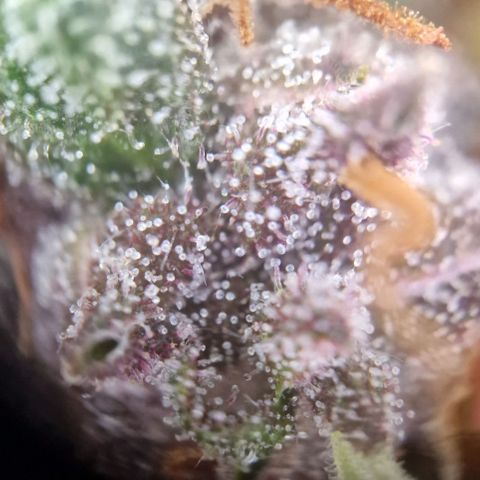 Lemon Cherry Cookies growlog timeline photo