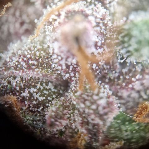 Lemon Cherry Cookies growlog timeline photo