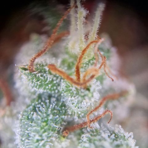 Purple Haze growlog timeline photo