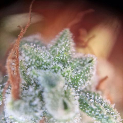 Purple Haze growlog timeline photo