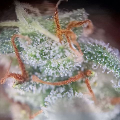 Purple Haze growlog timeline photo