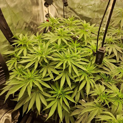 Runtz Muffin growlog photo: Tag 78