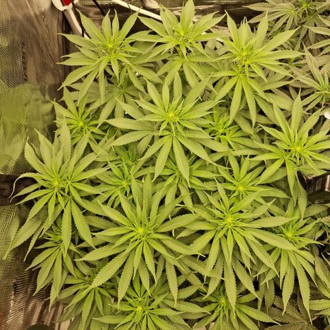 Runtz Muffin growlog photo: Tag 78