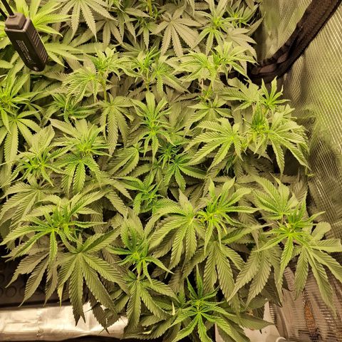 Mix Pack, surprise growlog photo: 67