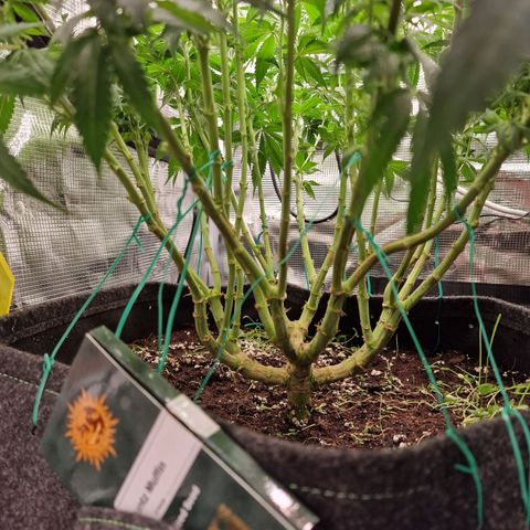 Runtz Muffin growlog timeline photo