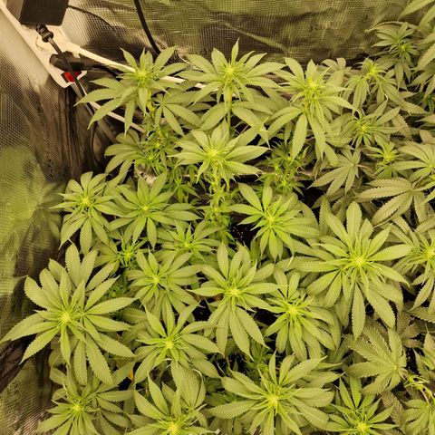 Runtz Muffin growlog timeline photo