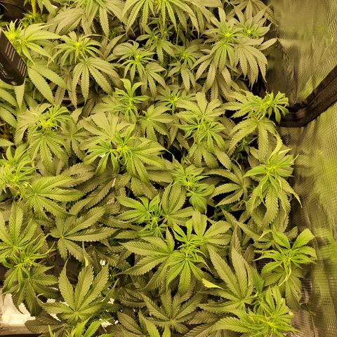 Mix Pack, surprise growlog timeline photo