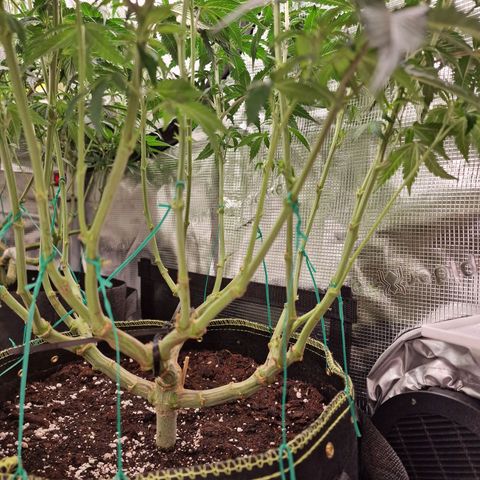 Mix Pack, surprise growlog timeline photo