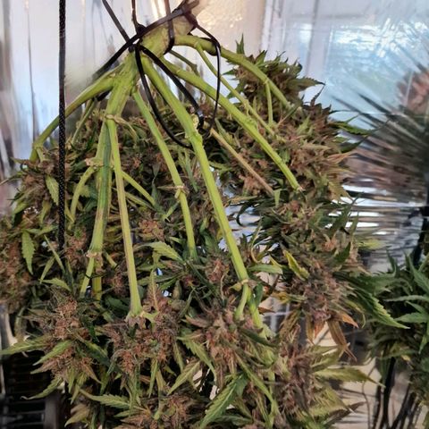 Lemon Cherry Cookies growlog timeline photo