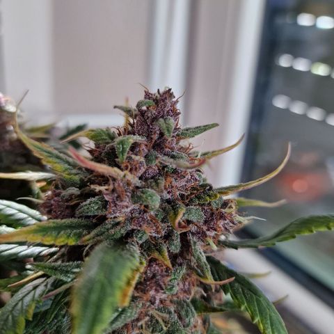 Lemon Cherry Cookies growlog timeline photo