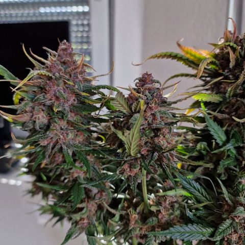 Lemon Cherry Cookies growlog timeline photo