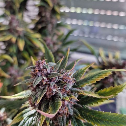 Lemon Cherry Cookies growlog timeline photo