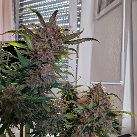 Lemon Cherry Cookies growlog timeline photo