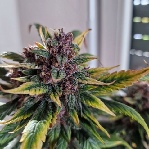 Lemon Cherry Cookies growlog timeline photo