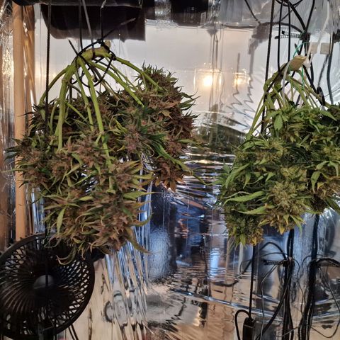 Lemon Cherry Cookies growlog timeline photo
