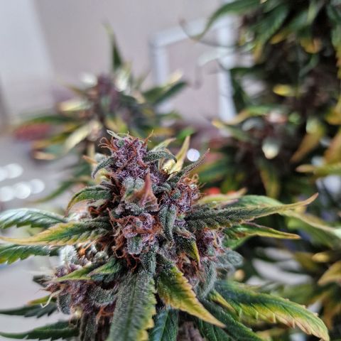 Lemon Cherry Cookies growlog timeline photo