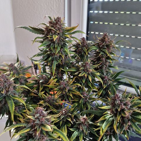 Lemon Cherry Cookies growlog timeline photo