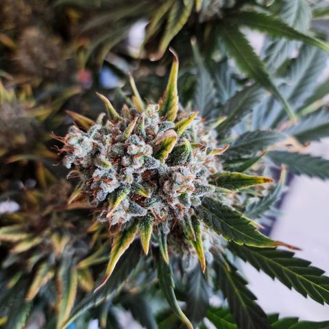 Purple Haze growlog timeline photo