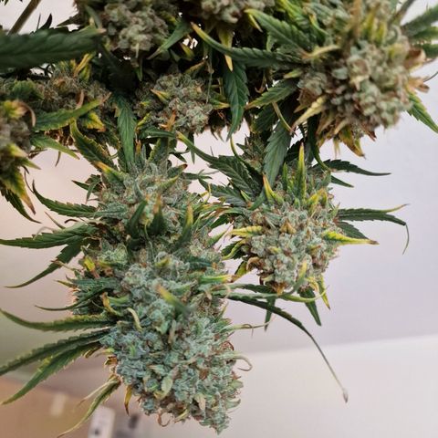 Purple Haze growlog timeline photo