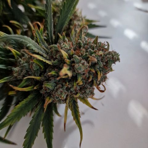 Purple Haze growlog timeline photo