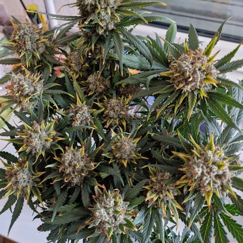 Purple Haze growlog timeline photo