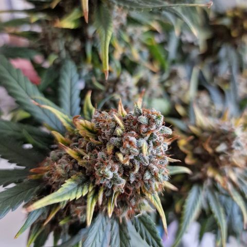 Purple Haze growlog timeline photo