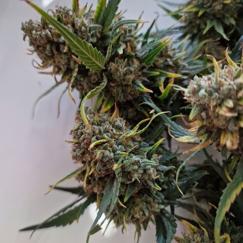 Purple Haze growlog timeline photo