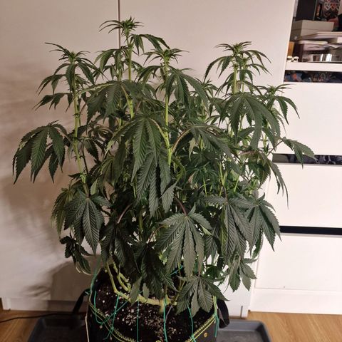 Mix Pack, surprise growlog photo: Tag 74