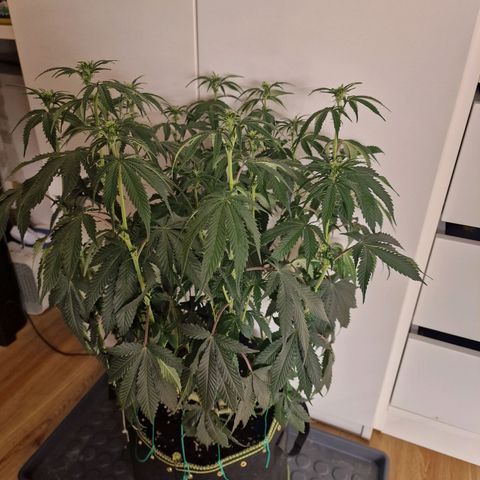 Mix Pack, surprise growlog photo: Tag 74