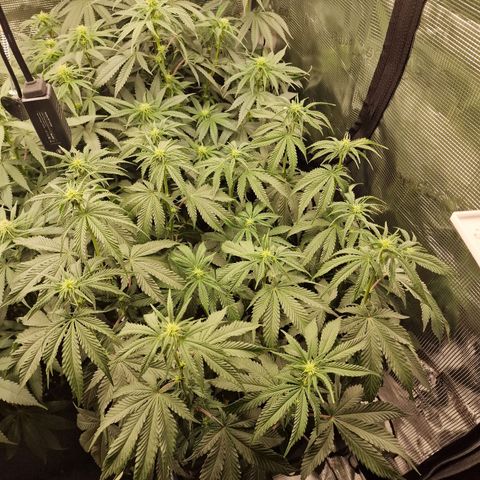 Mix Pack, surprise growlog photo: Tag 74
