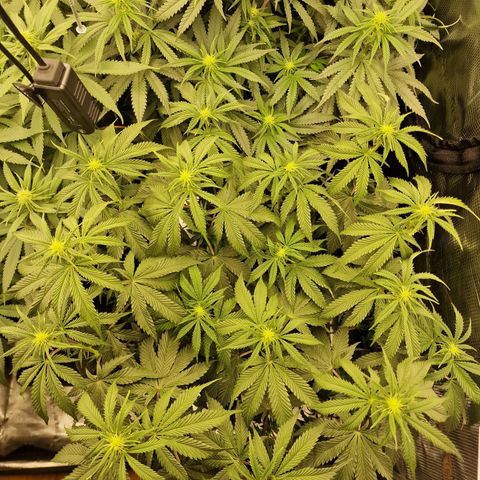 Mix Pack, surprise growlog photo: Tag 74