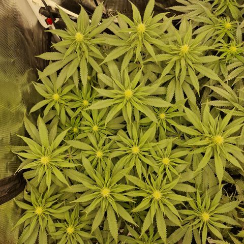 Runtz Muffin growlog photo: Tag 85