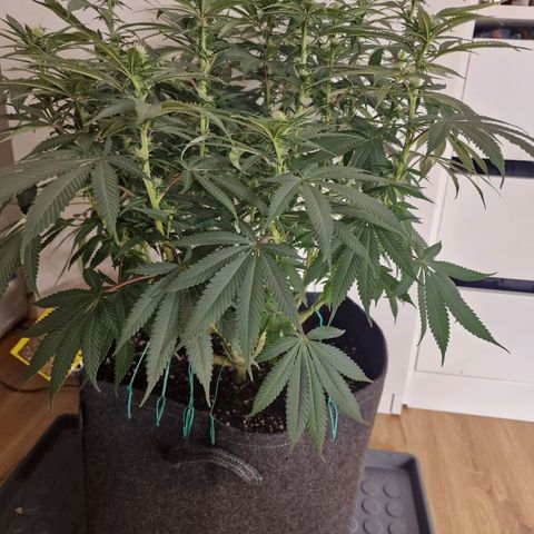 Runtz Muffin growlog photo: Tag 85