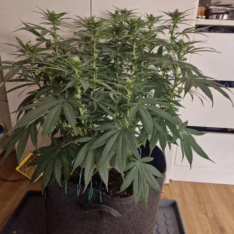 Runtz Muffin growlog photo: Tag 85