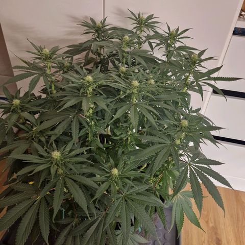 Runtz Muffin growlog photo: Tag 85