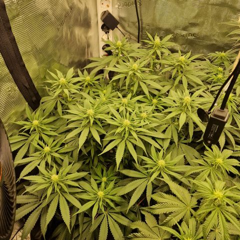 Runtz Muffin growlog photo: Tag 85