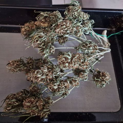 Purple Haze growlog timeline photo