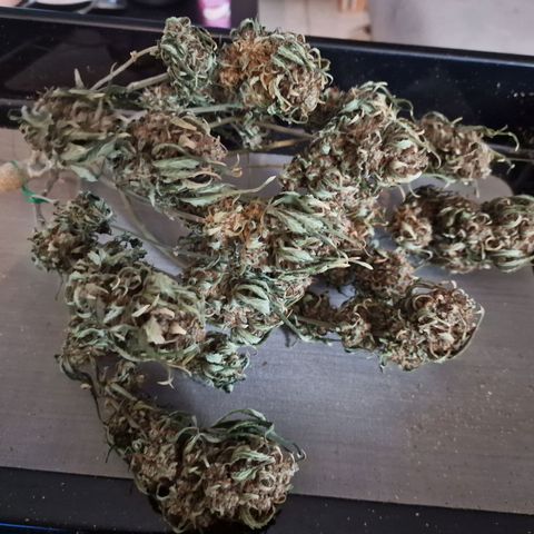 Purple Haze growlog timeline photo