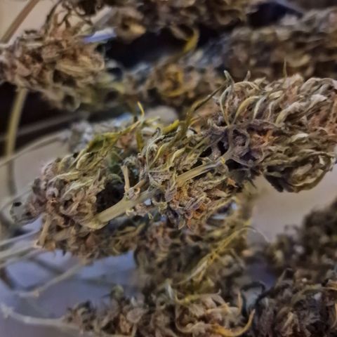Lemon Cherry Cookies growlog timeline photo