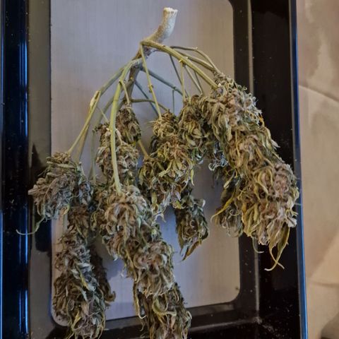 Lemon Cherry Cookies growlog timeline photo