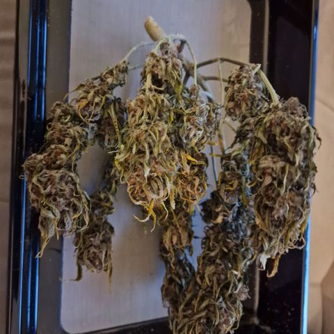 Lemon Cherry Cookies growlog timeline photo