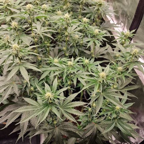 Mix Pack, surprise growlog photo: Tag 81