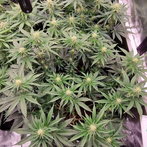 Mix Pack, surprise growlog photo: Tag 81