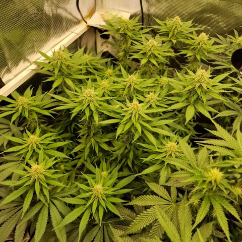 Runtz Muffin growlog photo: Tag 92