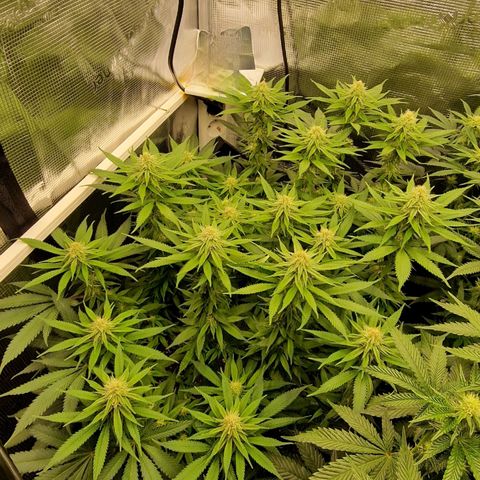 Runtz Muffin growlog photo: Tag 92