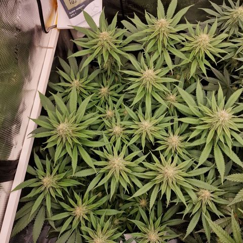 Runtz Muffin growlog photo: Tag 96
