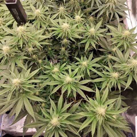 Mix Pack, surprise growlog photo: Tag 85