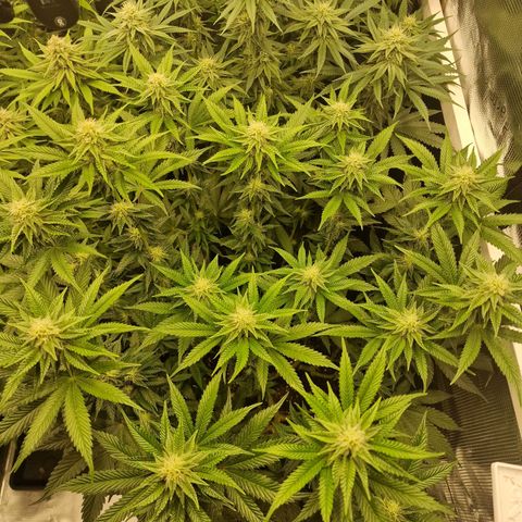 Mix Pack, surprise growlog photo: Tag 87
