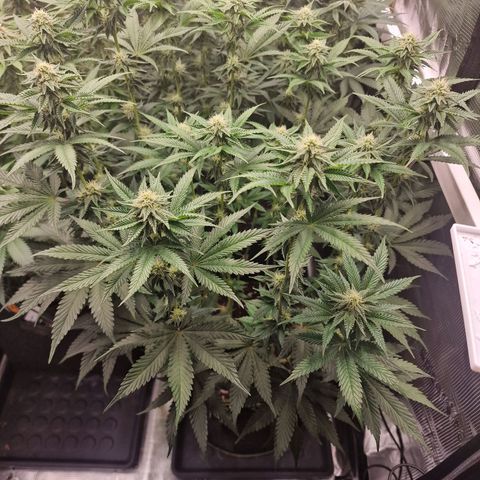 Mix Pack, surprise growlog photo: Tag 87