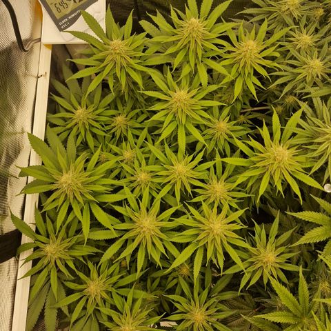 Runtz Muffin growlog photo: Tag 98
